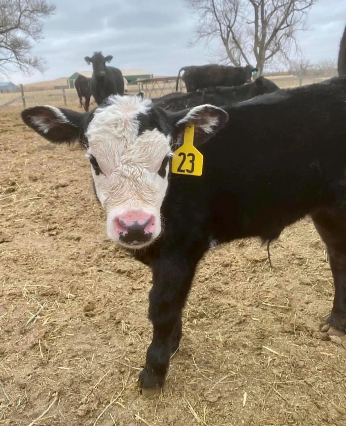 Emmy Lou Baldy Cow Sticker