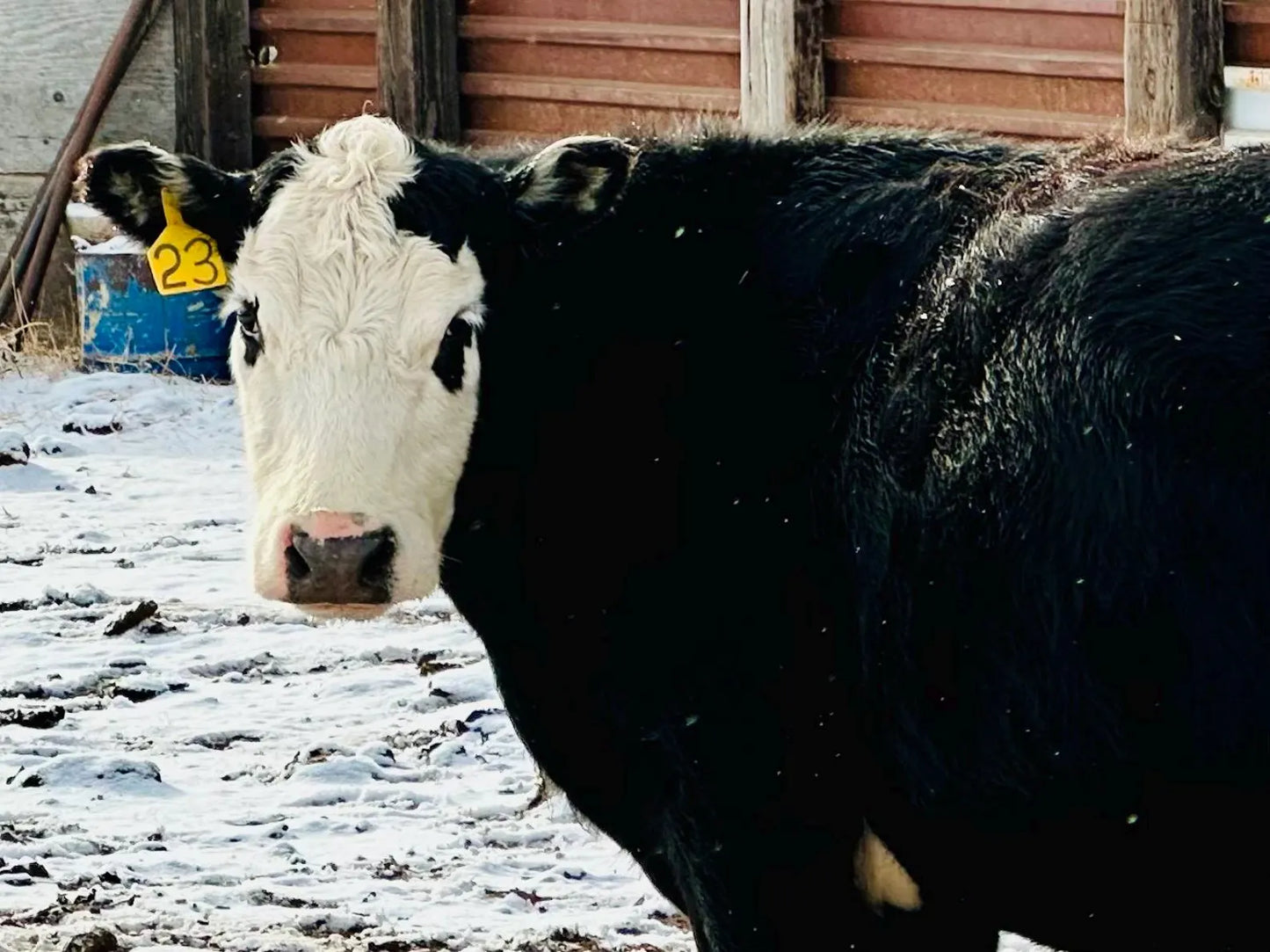 Emmy Lou Baldy Cow Sticker