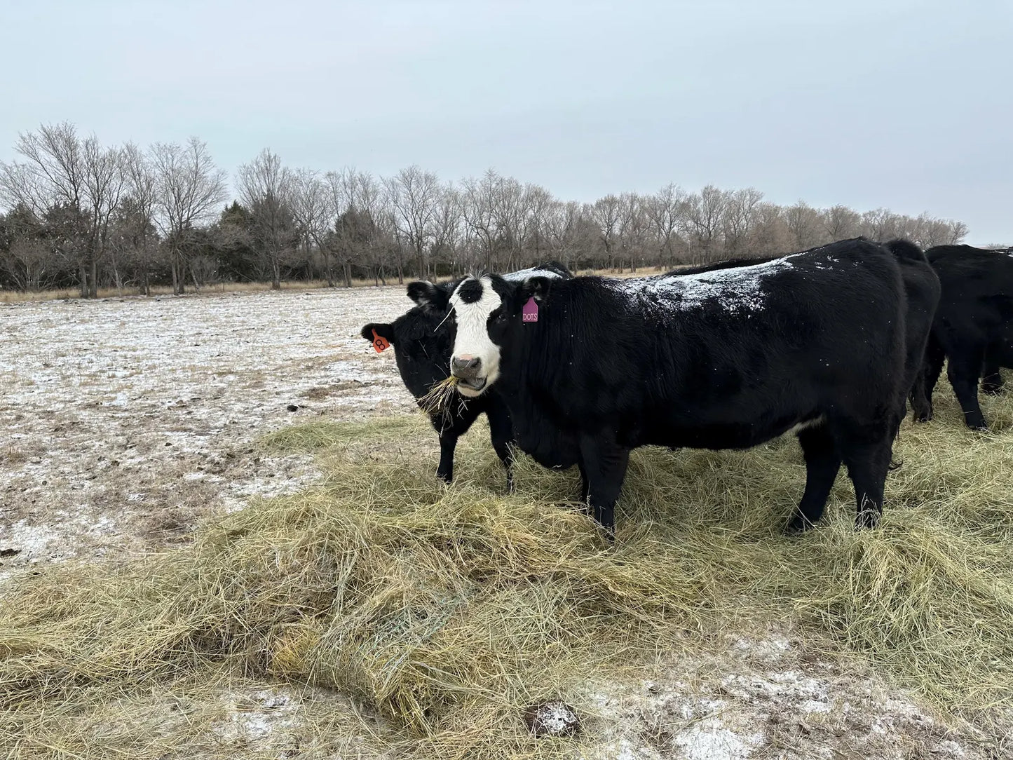 Dots the SoDak Cow Sticker