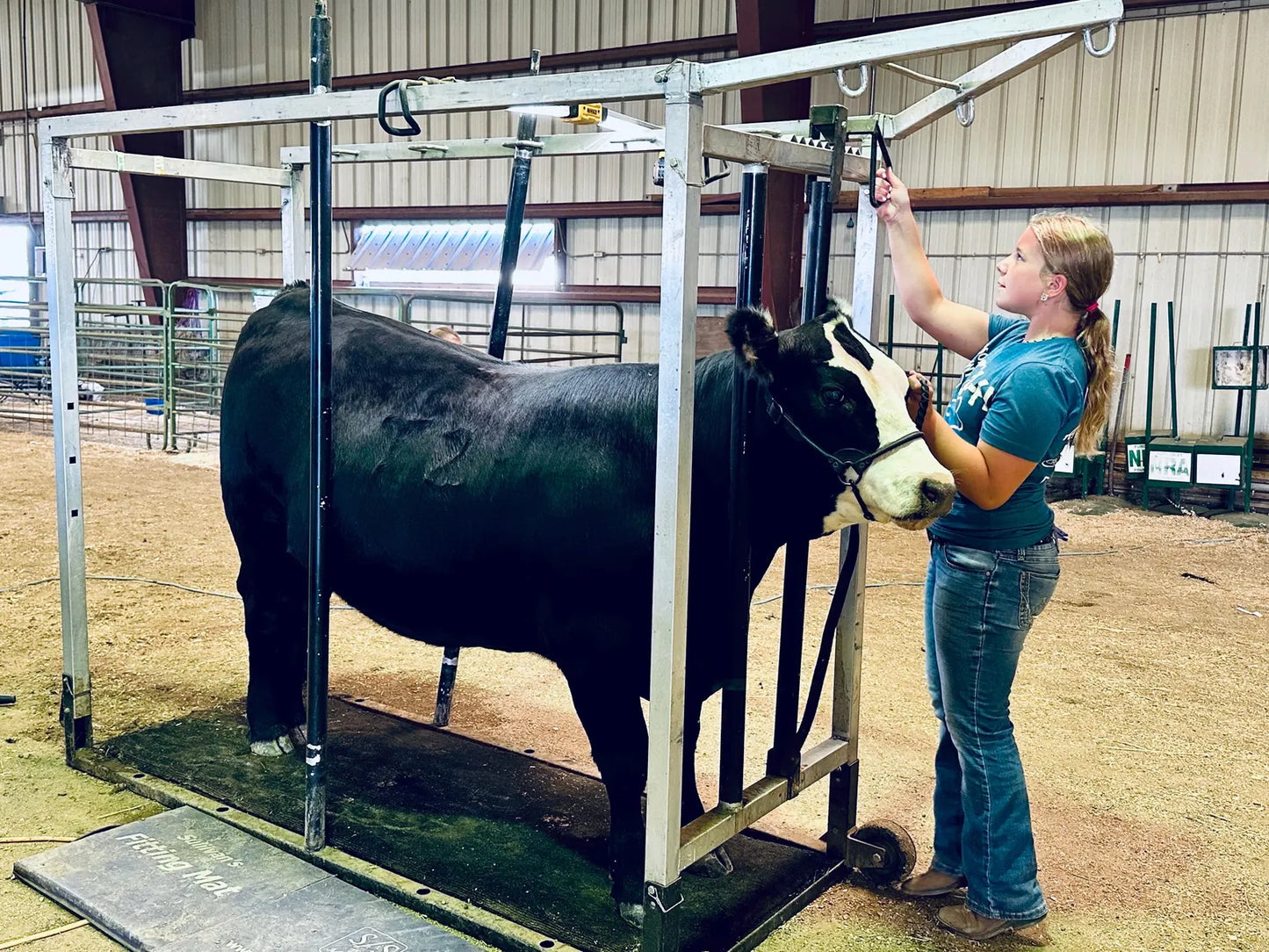 Dots the SoDak Cow Sticker